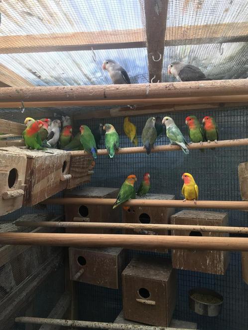 KWEEKRIJPE DWERGPAPEGAAIKES NU 50 EURO/KOPPEL, Dieren en Toebehoren, Vogels | Parkieten en Papegaaien, Dwergpapegaai of Agapornis