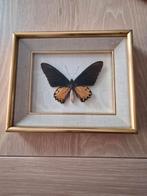 Ornithoptera Aecus Vlinder, Verzamelen, Ophalen