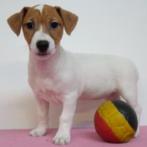 Jack Russell pups te koop (belgisch), Dieren en Toebehoren, België, Jack Russell Terriër, Handelaar, CDV (hondenziekte)