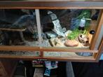 Terrarium+inrichting+reisbakje 100€, Dieren en Toebehoren, Ophalen, Gebruikt, Terrarium of Paludarium