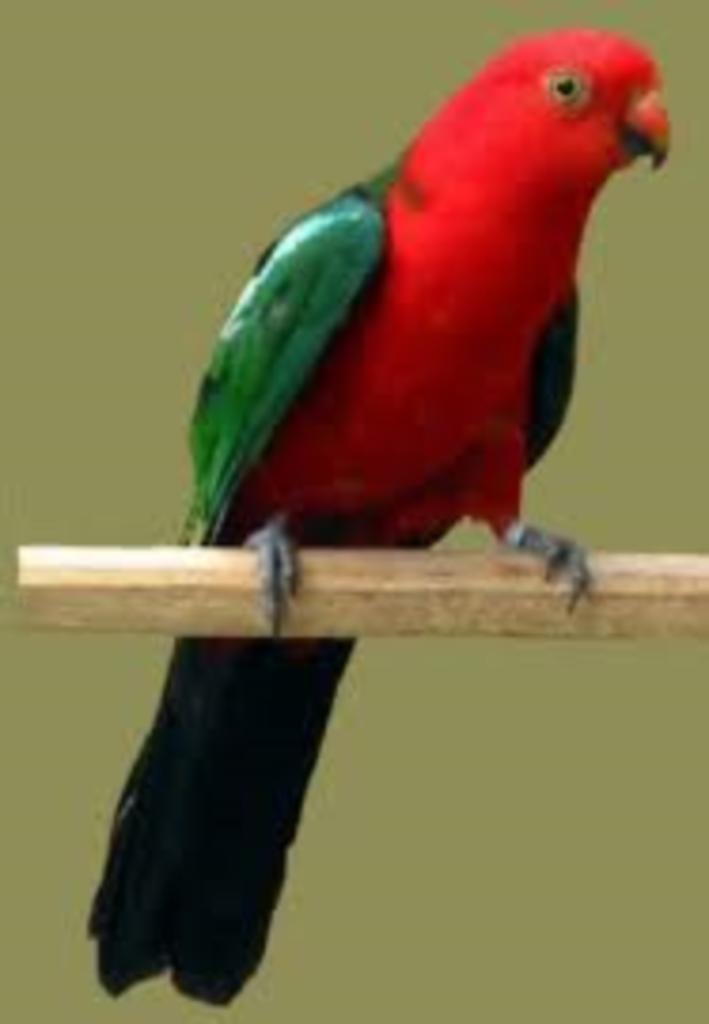 KONINGSPARKIETEN, Dieren en Toebehoren, Vogels | Parkieten en Papegaaien, Parkiet, Meerdere dieren, Pratend, Tam, Geringd