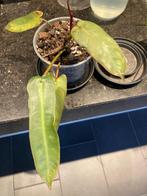 Philodendron Atabapoense, Huis en Inrichting, Overige soorten, Minder dan 100 cm, Groene kamerplant, Halfschaduw