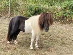 shetland, Meerdere dieren, L, A pony (tot 1.17m), Gechipt