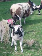 Agneaux, brebis et chèvres dragués, noirs, noir-bleu, Mouton, Sexe inconnu, 0 à 2 ans