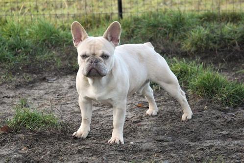 Franse Bulldog reu ter herplaatsing - GOED LEZEN! -, Dieren en Toebehoren, Honden | Bulldogs, Pinschers en Molossers, Reu, Bulldog