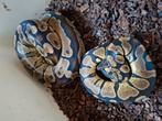 Python regius, Dieren en Toebehoren, Slang, 0 tot 2 jaar