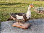 Oie empaillés taxidermie canard, Verzamelen, Dierenverzamelingen, Ophalen, Gebruikt, Vogel, Opgezet dier