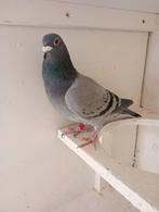 Kweek duivin. !!!2022!!, Dieren en Toebehoren, Vogels | Duiven