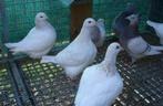 pigeon Texan, Dieren en Toebehoren, Vogels | Duiven