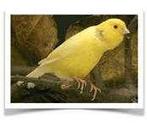 waterslagers, Dieren en Toebehoren, Vogels | Kanaries, Zangkanarie