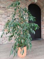Ficus - kamerplant, Ophalen, Ficus, 100 tot 150 cm, In pot