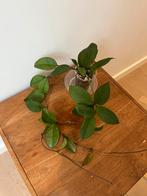 Hoya Fungii, Huis en Inrichting, Ophalen of Verzenden
