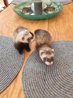 Jacht fretjes, Mei, Meerdere dieren