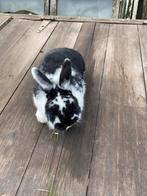 Konijn, Dieren en Toebehoren, Konijnen, Mannelijk, Middelgroot, 0 tot 2 jaar