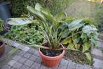 bloempot MET onderschaal op wieltjes, Ophalen