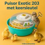 Puisor Exotic Extra 203 + œufs à éclore GRATUITS (Nouveau), Enlèvement ou Envoi, Neuf, Couveuse