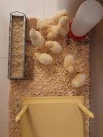 Kuikens van Sussex Columbia groothoender, Dieren en Toebehoren, Pluimvee, Geslacht onbekend, Kip