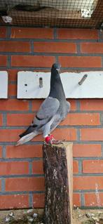 Mooi jonge koppel met witstaart te koop, Dieren en Toebehoren, Vogels | Duiven, Meerdere dieren, Postduif