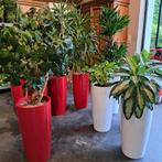 Plantenbakken hoog rond met kamerplant, Maison & Meubles, Plantes d'intérieur, Ombre partielle, En pot, Plante verte, Enlèvement