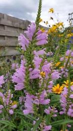 Roze scharnierplant /Physostegia virginiana 'Rosea, Vaste plant, Halfschaduw, Zomer, Ophalen
