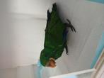 Edelpapegaai man, Dieren en Toebehoren, Vogels | Parkieten en Papegaaien