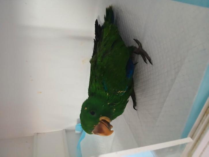 Edelpapegaai man, Dieren en Toebehoren, Vogels | Parkieten en Papegaaien