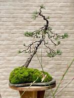 Pinus bonsai op steen, Tuin en Terras, Planten | Bomen, Ophalen