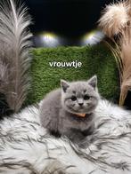 Britse korthaar, Dieren en Toebehoren, Poes, Gechipt, 0 tot 2 jaar