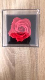 Eternal Rose (eeuwige roos met sieraad), Diversen, Overige Diversen, Nieuw, Geschenk, Ophalen of Verzenden