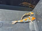 Japanse koi