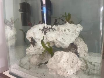 Macro alg en pulsing Xenia  beschikbaar voor biedingen