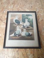 Antique Turbits framed print from Cassell’s Pigeon Book duif, Antiquités & Art, Enlèvement ou Envoi