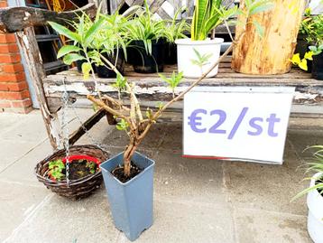 Graslelies, maagdenpalm, sanseverias, grondgeraniums, enz. beschikbaar voor biedingen