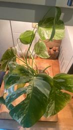 Monstera variegata, Autres espèces, Moins de 100 cm, Enlèvement, Plante verte