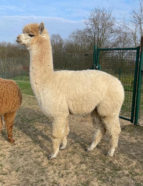 Jonge dekrijpe fawn alpaca merrie, Dieren en Toebehoren, Overige Dieren, Vrouwelijk