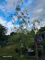 treurwilg, Tuin en Terras, Planten | Bomen, Ophalen