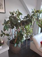 Ficus Robusta - Plante à caoutchouc 160 cm, Enlèvement, Ficus, 150 à 200 cm