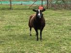 Zwartbles ooi, Animaux & Accessoires, Moutons, Chèvres & Cochons, Mouton, Femelle, 3 à 5 ans