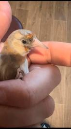 Femelle damasco 2025, Dieren en Toebehoren, Vrouwelijk, Wildzangvogel, Tam