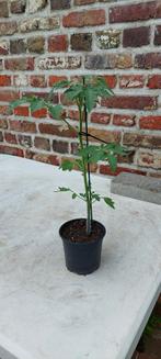 tomatenplant "trostomaten marmande", Tuin en Terras, Planten | Bomen, Ophalen