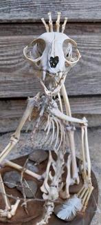 Kattenskelet op de basis, Verzamelen, Dierenverzamelingen, Ophalen, Zo goed als nieuw, Hond of Kat, Schedel