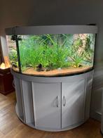 Aquarium Trigon 190 litres + meuble, Enlèvement, Utilisé, Aquarium vide