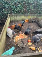 Haan te koop: unieke kruising Maran x Araucana, Dieren en Toebehoren, Pluimvee