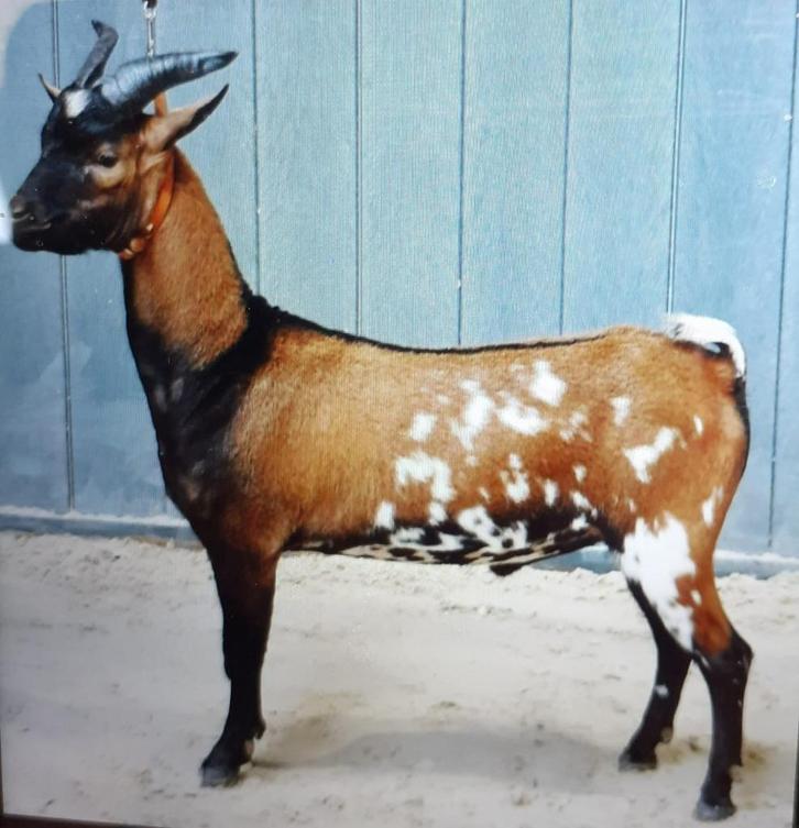 Zeer mooie stippelbok met stamboekpapieren, Dieren en Toebehoren, Schapen, Geiten en Varkens, Geit, Mannelijk, 0 tot 2 jaar