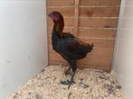 Luikse vechter haan, Dieren en Toebehoren, Pluimvee