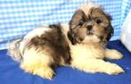 Super leuke Shih Tzu pup!, 15 weken tot 1 jaar, Buitenland, CDV (hondenziekte), Meerdere