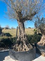 MEGA olijfboom aan spotprijsje, Lente, Olijfboom, 250 tot 400 cm, Ophalen