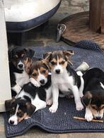 Boerenfox puppy's, Dieren en Toebehoren, België, Fokker | Hobbymatig, Overige rassen, CDV (hondenziekte)