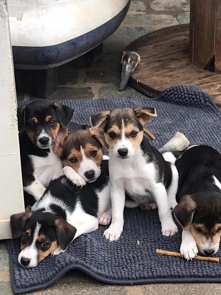 Boerenfox puppy's, Dieren en Toebehoren, Honden | Jack Russells en Terriërs, Meerdere dieren, Overige rassen, Fokker | Hobbymatig