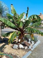 Rode banaan plant, Tuin en Terras, Ophalen